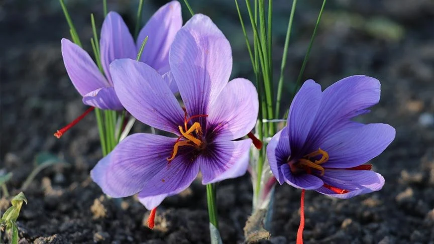 معرفی کامل زعفران و مراحل و انواع کاشت زعفران